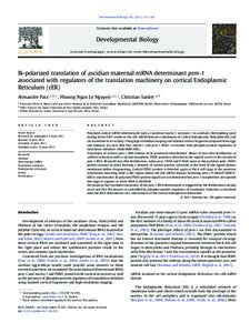 Bi-polarized translation of ascidian maternal mRNA determinant pem-1 associated with regulators of the translation machinery on cortical Endoplasmic Reticulum (cER)