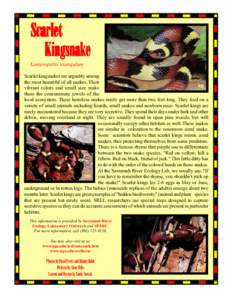 Scarlet Kingsnake Lampropeltis triangulum Scarlet kingsnakes are arguably among the most beautiful of all snakes. Their RB