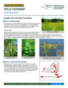WILD PARSNIP Pastinaca sativa Caution: Do not touch this plant! ▐ What is wild parsnip? Wild parsnip is an invasive plant from Europe and Asia that has become naturalized in North America. It is well suited for coloniz