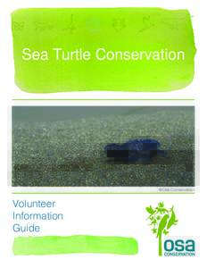 Sea Turtle Conservation  ©Osa Conservation Volunteer Information
