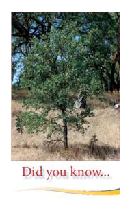 Did you know...  Hopland Research and Extension Center •	 The number of oak trees in California is declining in part because seedlings are eaten by deer or other herbivores.