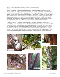 Sooty mold / Myrtus / Crape / Flora / Botany / Lagerstroemia / Biology