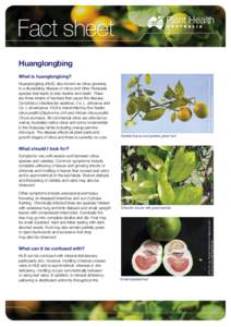 Fact sheets Fact sheet Huanglongbing Huanglongbing (HLB), also known as citrus greening is a devastating disease of citrus and other Rutaceae
