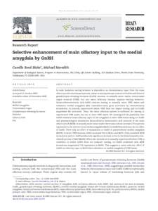 Selective enhancement of main olfactory input to the medial amygdala by GnRH