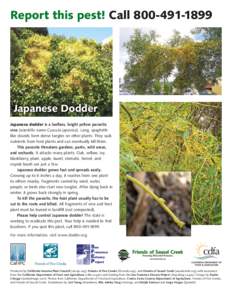 Report this pest! Call[removed]Japanese Dodder Japanese dodder is a leafless, bright yellow parasitic vine (scientific name Cuscuta japonica). Long, spaghettilike strands form dense tangles on other plants. They su