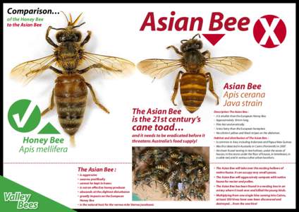 ASIAN BEE poster A3 H.indd