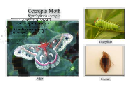 Hyalophora cecropia card 1back
