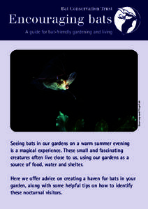 Encouraging bats  Brown long-eared © Hugh Clark A guide for bat-friendly gardening and living