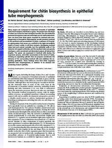 Requirement for chitin biosynthesis in epithelial tube morphogenesis W. Patrick Devine†, Barry Lubarsky†, Ken Shaw†, Stefan Luschnig‡, Lisa Messina, and Mark A. Krasnow§ Howard Hughes Medical Institute and Depar