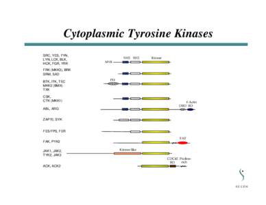 Cytoplasmic Tyrosine Kinases SRC, YES, FYN, LYN, LCK, BLK, HCK, FGR, YRK  SH3 SH2