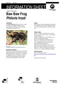 Baw Baw Frog - Philoria frosti