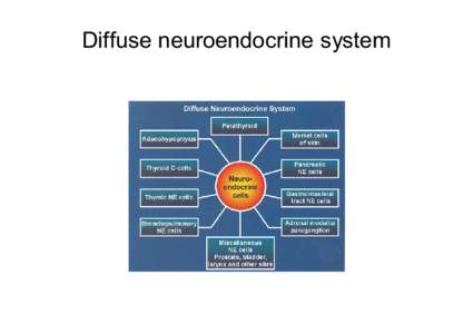 Diffuse neuroendocrine system