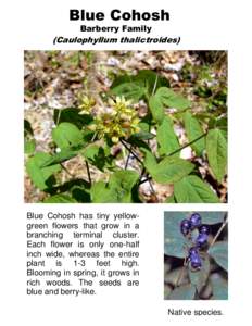 Blue Cohosh Barberry Family (Caulophyllum thalictroides)  Blue Cohosh has tiny yellowgreen flowers that grow in a