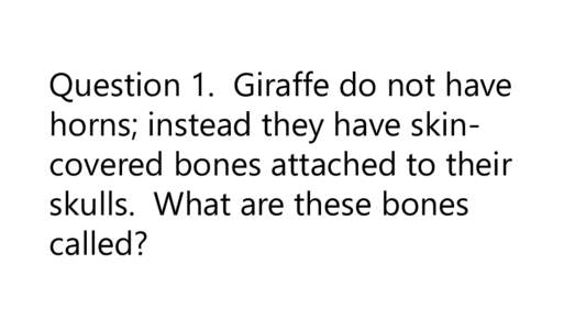 Question 1. Giraffe do not have horns; instead they have skincovered bones attached to their skulls. What are these bones called?  Answer 1. Ossicones