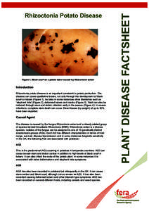 Figure 1. Black scurf on a potato tuber caused by Rhizoctonia solani  Introduction Rhizoctonia potato disease is an important constraint to potato production. The disease can cause qualitative losses, not only through th