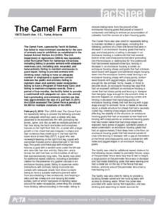 The Camel FarmSouth Ave. 1 E., Yuma, Arizona The Camel Farm, operated by Terrill Al-Saihati, has failed to meet minimum standards for the care of animals used in exhibition as established in the