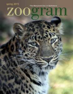 Leopard 6 Sofiya - Amur leopard 1