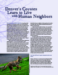 Denver’s Coyotes Learn to Live with Human Neighbors THE URBAN COYOTES OF DENVER were getting a bad reputation. An increasing number were moving into the city and human-inhabited areas of the surrounding county.