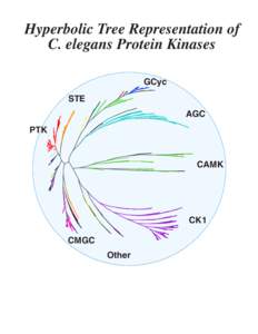 Hyperbolic Tree Representation of C. elegans Protein Kinases GCyc STE AGC PTK