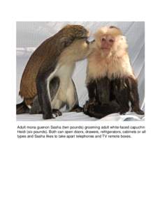 Adult mona guenon Sasha (twn pounds) grooming adult white-faced capuchin Heidi (six pounds). Both can open doors, drawers, refrigerators, cabinets or all types and Sasha likes to take apart telephones and TV remote boxes