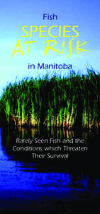 Fish  SPECIES AT RISK in Manitoba