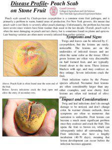 Disease Profile- Peach Scab on Stone Fruit Peach scab caused by Cladosporium carpophilum is a common stone fruit pathogen, and is
