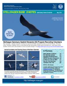 STELLWAGEN BANK E-NOTES: sanctuary news & events  May 2015 A laughing gull soars over the sanctuary during an April whale