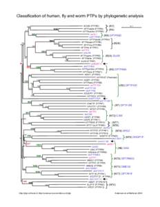 Classification of human, fly and worm PTPs by phylogenetic analysis
