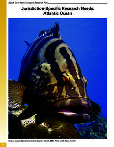 NOAA Coral Reef Ecosystem Research Plan  Jurisdiction-Specific Research Needs: Atlantic Ocean  Nassau grouper, Epinephelus striatus (Cayman Islands, Photo credit: Diana Schmitt.