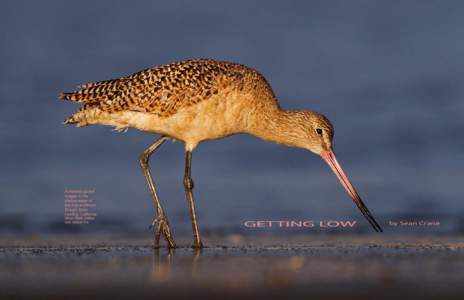 A marbled godwit forages in the shallow water of low tide at Elkhorn Slough, Moss Landing, California.