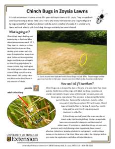 Chinch Bugs in Zoysia Lawns It is not uncommon to come across 30+ year-old zoysia lawns in St. Louis. They are resilient and require comparatively little care. That’s why many homeowners are caught off guard by large a