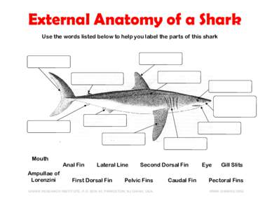 External Anatomy of a Shark Use the words listed below to help you label the parts of this shark Mouth Ampullae of Lorenzini