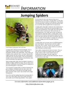 INFORMATION No. 012 Jumping Spiders are not known for their vision because they rely on detecting prey on their webs. Jumping spiders, on the other