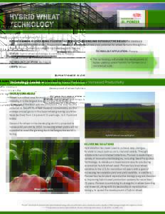 HYBRID WHEAT TECHNOLOGY DUPONT PIONEER IS LEVERAGING ITS EXPERTISE IN WHEAT BREEDING AND REPRODUCTIVE BIOLOGY to develop a new generation of hybrid wheat. These advancements will bring about new yield potential for wheat
