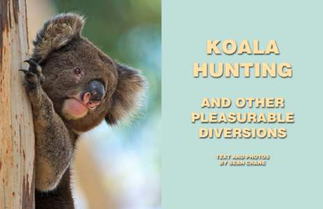 KOALA HUNTING AND OTHER PLEASURABLE DIVERSIONS TEXT AND PHOTOS