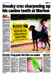 NEWS 07  TUESDAY JANUARYSneaky croc sharpening up his canine teeth at Marlow