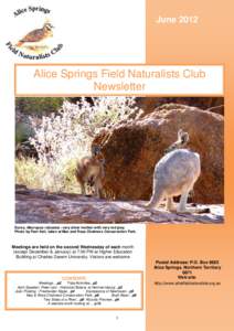 June[removed]Alice Springs Field Naturalists Club Newsletter  Euros, Macropus robustus - very silver mother with very red joey.