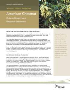 Ministry of Natural Resources  American Chestnut Photo: Allen Woodliffe  Ontario Government