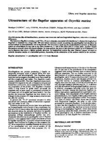 Axoneme / Trypanosoma brucei / Cytoskeleton / Kinetoplastid / Basal body / L ring / Dinoflagellate / Cilium / Biology / Organelles / Flagellum