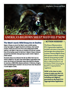 Bighorn Sheep at Risk  America’s Bighorn Sheep need help now The West’s Iconic Wild Sheep Are In Decline Bighorn Sheep are one of the West’s iconic wildlife species, conjuring images of rugged mountains and deep, s