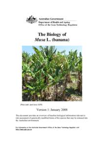 The Biology of Musa L. (banana) [Photo credit: Janet Gorst, OGTR]  Version 1: January 2008