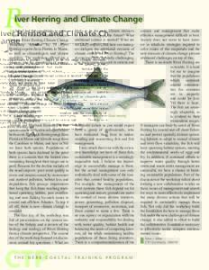 Alosa / Clupeidae / Oily fish / Blueback herring / Smoked fish / Herring / Alewife