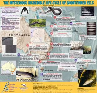 THE MYSTERIOUS INCREDIBLE LIFE-CYCLE OF SHORTFINNED EELS anguilla australis Questions and answers Why is it thought that eels breed in the Coral Sea?