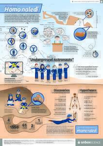 Homonaledi Infographic - A4