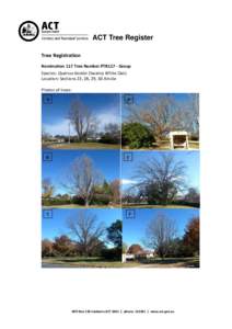 ACT Tree Register Tree Registration Nomination 117 Tree Number PTR117 - Group Species: Quercus bicolor (Swamp White Oak) Location: Sections 23, 28, 29, 30 Ainslie Photos of trees: