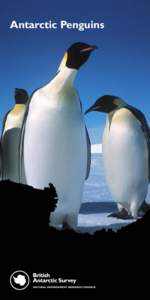 Fauna of South America / Ornithology / Leopard seal / Pygoscelis / Antarctic Peninsula / Antarctica / Royal Penguin / Life in the Freezer / Penguins / Flightless birds / Neognathae