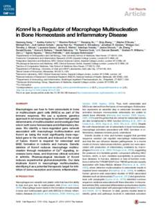 Cell Reports  Article Kcnn4 Is a Regulator of Macrophage Multinucleation in Bone Homeostasis and Inflammatory Disease Heeseog Kang,1,12 Audrey Kerloc’h,2,12 Maxime Rotival,3,12 Xiaoqing Xu,1,12 Qing Zhang,1,12 Zelpha D