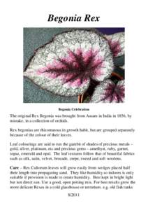 Downy mildew / Botany / Biology / Agriculture / Veitch Nurseries / Begonia / Flowers / Rex mutation