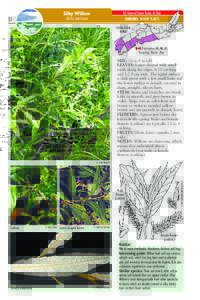 NS General Status Rank: At Risk SHRUBS : WOODY PLANTS Silky Willow Salix sericea