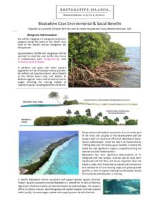 Blackadore Caye mangroves Leonardo DiCaprio